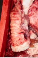 RAW meat pork viscera 0082